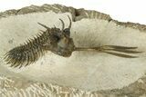 Trident Walliserops Trilobite - Foum Zguid, Morocco #179598-1